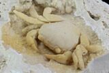 Fossil Crab (Potamon) Preserved in Travertine - Turkey #98906-2